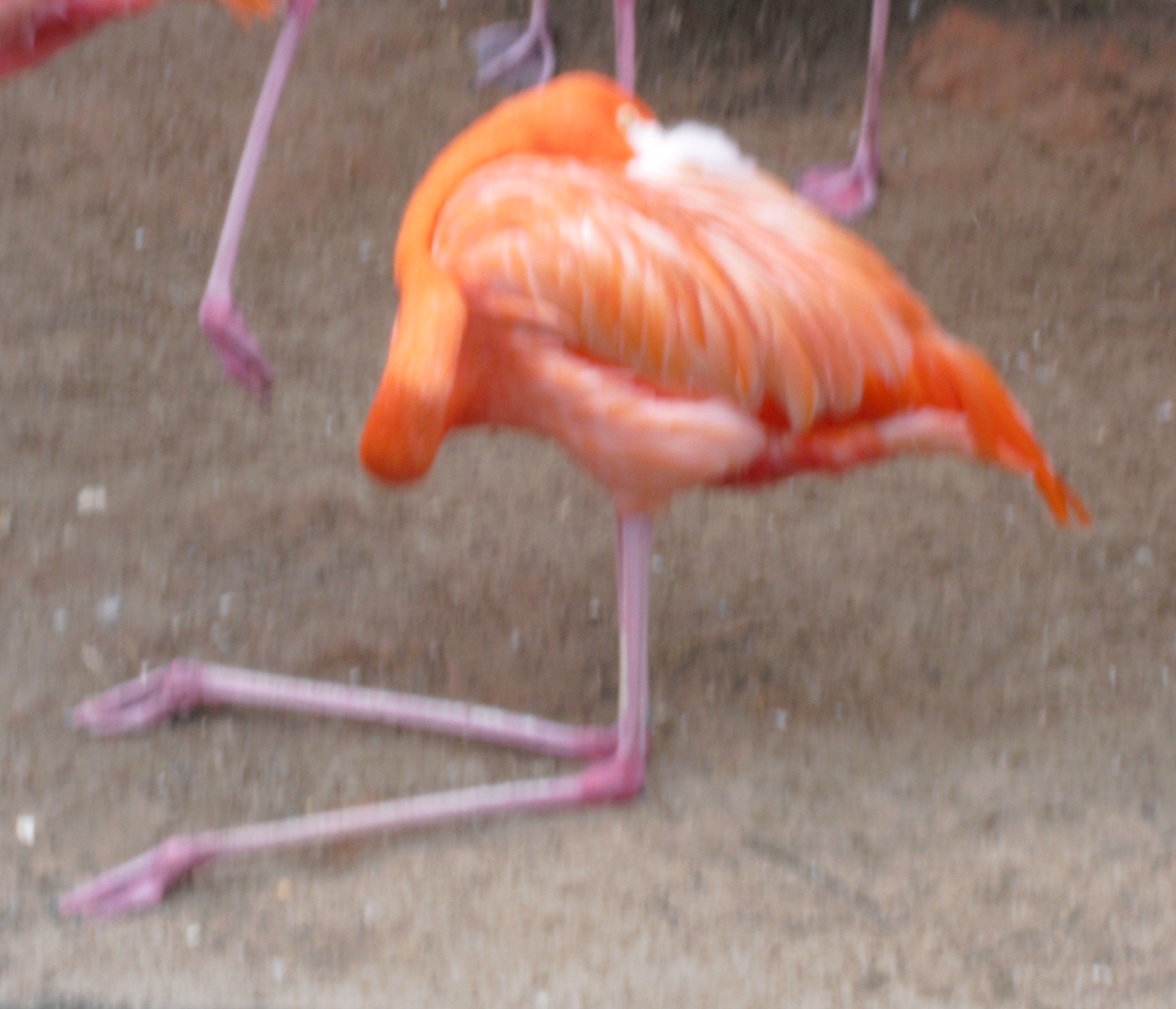 Wordless Wednesday: Flexible Flamingo