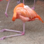 flamingo