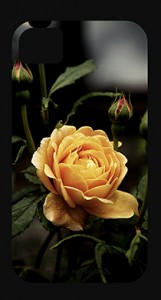 Yellow Rose in garden