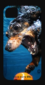 A diving dachshund pursues a sinking tennis ball.