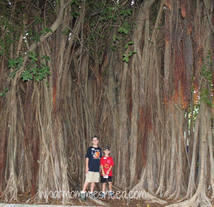 banyan trees